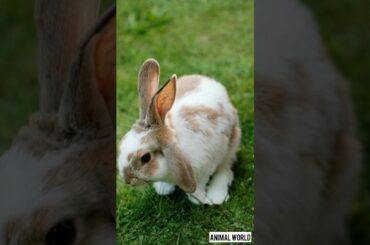 Cute Rabbit #rabbit #rabbitrabbit #cute #rabbite #bunny #pets #animals #cuterabbit #trendingshorts