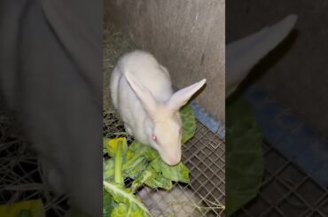 #rabbit #cute #animals #bunny #cutebunny #rabbitfood #animalphotos #rabbitmeat #animalpictures