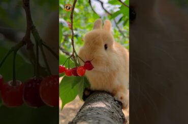 #rabbit #petbunny #cute #petrabbit #animals #petfun #cutebunny #cuteanimals #pet #funny #cute