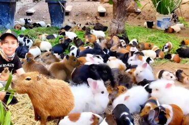 Cute Animals Capybara & Rabbit As Pets Video | capybara, rabbit, kitten, dog, puppies, hen, bunny