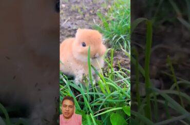 This bunny wants the flower that much #cute #bunny #cutepet #rabbitfood #rabbit #animals