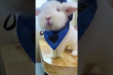 Cute Bunny #funnyvideo #cute pets #rabbit #bunny