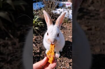 Little Rabbit Enjoys Tangerines: Adorable Rural Pet Spotlight #rabbitfood #pet #cute #rabbit