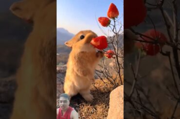 Bunny enjoys strawberry #cute #rabbit #cuteanimals #pets #cutepet #petbunny #pet #rabbitfood