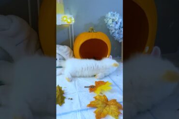 I Cannot Hold It Anymore... - EP2 #meme #funnyvideo #babybunny #rabbit #cute bunny
