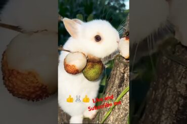 Bunny, cute rabbit #viralvideo #rabbit #cute #pets #animals #bunny #shorts #subscribe #like #short