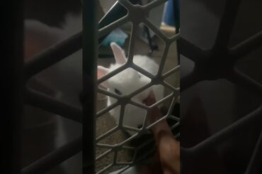 Little white bunny rabbit kissing my finger #bunny #rabbitlife #cutebunny #cuteanimals #cutebaby