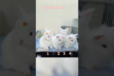5 Baby Bunnies went out, but only 4 Bunnies came back!  #funnyvideo #bunnys #cutebabyfunny