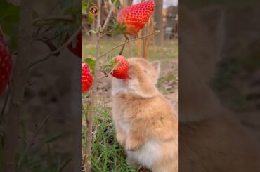 #rabbit #cute #bunny #animals #pets #pet #funny #beautiful #dog #kitten #petphotography #funnyanimal