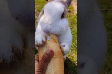 The little rabbit eating food #shortvideo #cute #rabbit #animals #pets #animalswithcameras #bunny