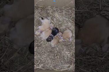 Cute rabbit babies #shortvideo #shortsyoutube#rabbit #rabbitbabies #viralshort #trending #reels