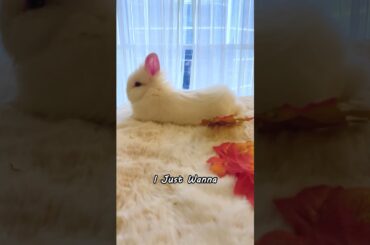 I Cannot Hold It Anymore... - EP3 #meme #funnyvideo #babybunny #rabbit #cute bunny