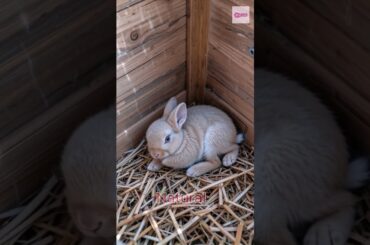 Little Rabbit Cuddles Up to Mom for a Peaceful Sleep: Adorable Countryside Pet #pet #cute #rabbit