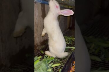 #rabbit #cute #animals #bunny #cutebunny #rabbitfood #animalphotos #rabbitmeat #animalpictures