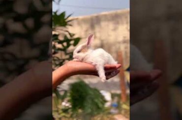 #rabbit #cute #petbunny #cuteanimals #babybunny