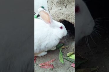 #rabbit #cute #bunny #pets #cutebunny #pigeon #bird #ytshorts #kabootarandakaisedetehain#ytshort