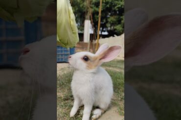 Rabbit Reflections|| bunny || Rabbit ||#rabbitcare #rabbit #rabbiteating #cute #bunnyantics