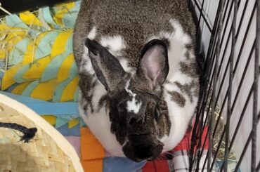 Almost a Sourdough Round