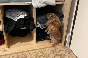 "well lemme just tidy up a bit since apparently the hoomans are so lazy"