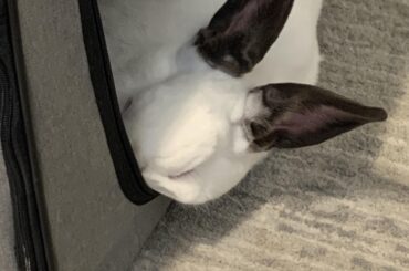 Not the Chubby Cheek hanging out!