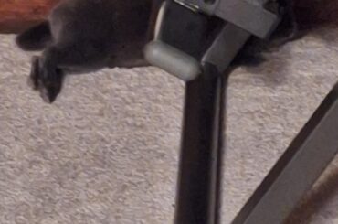 You have a whole room and choose to sit on the metal pole pinned to the wall