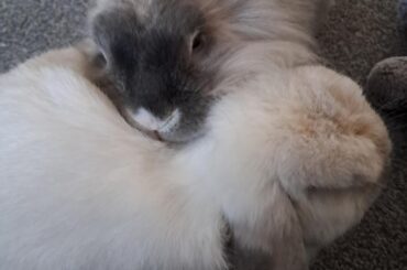 Bunpillow