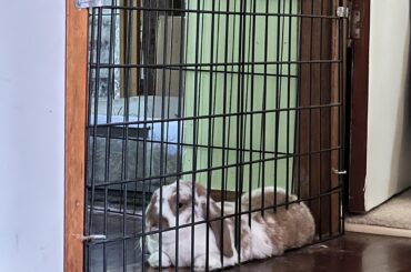 Making the fence disappear with her floof 😆