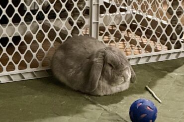 A freshly baked loaf