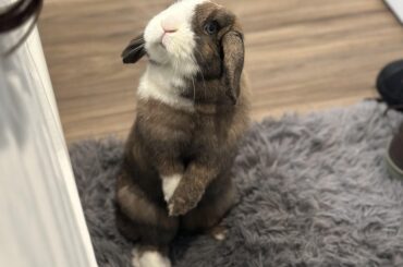 Does anyone else's bunny do the Gangnam Style?