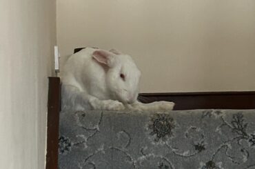 Chalky looks comfy…