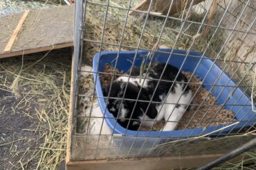 King of the Litter Box