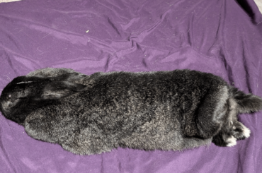 She is a long rabbit