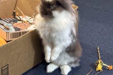 Charger Diesel’s impersonating a meerkat again…