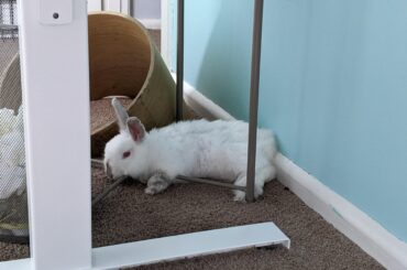 You cannot truly rest unless you lay with your body half on a frame.