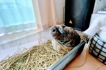 “Hay there, I live here now.”