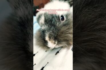 Get your job done! #bunny #cute #rabbit