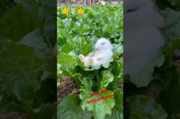 Bunny, cute rabbit #viralvideo #rabbit #cute #pets #animals #bunny #shorts #subscribe #like #short