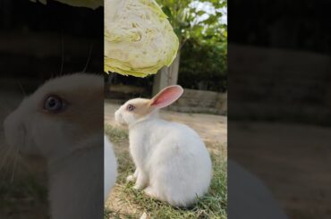 Outstanding Rabbit|| Bunny||Vegetables for Rabbits #rabbitfood #cute #healthyrabbitmeat