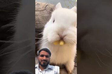 #rabbit #bunny #cutebunny #cute #cuteanimals #cow #rabbitfood #dairyfarming #animals #rabits