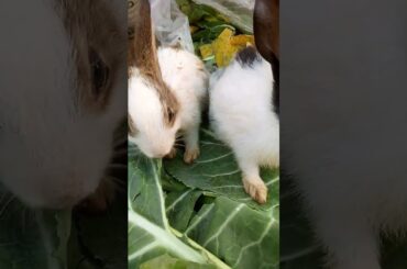 2 cute baby rabbit