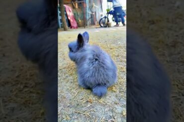 Have you ever seen such cute bunny. Bunny. #cuterebbit #viralvideo #shorts