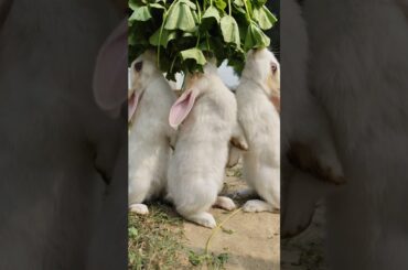 Bunny||Rabbit ||Bunny Blissful #bunnyeating #rabbit #healthyrabbitmeat #petrabbitcare #cute