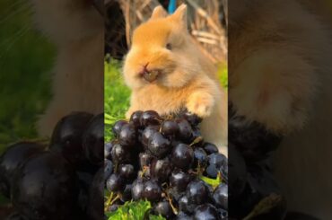 cute rabbit eating grapes #shortvideo #shorts #cute #petrabbit #rabbite #animals