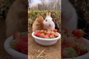 #rabbit #petrabbit #cute #animals #bunny #cutebunny #funny #petphotography #cutepet #rabbitfood