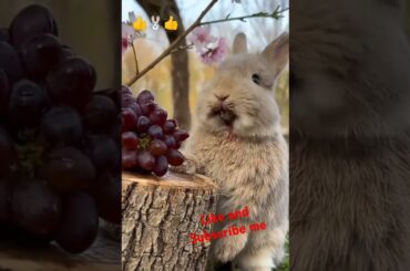 Bunny, cute rabbit #viralvideo #rabbit #cute #pets #animals #bunny #shorts #subscribe #like #short