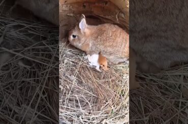 #rabbit #rabbite #bunny #cute #houserabbit #animals #cuteanimals #rabbiteating #funny #petphotograp