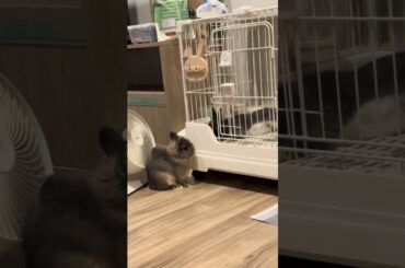 The little rabbits is so cute.#bunny #rabbit #rabbits #cuterabbit #rabbit