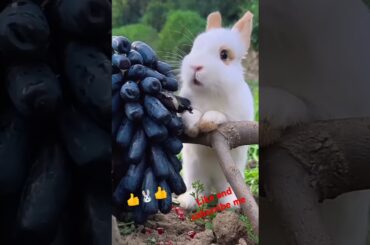 Bunny, cute rabbit #viralvideo #rabbit #cute #pets #animals #bunny #shorts #subscribe #like #short