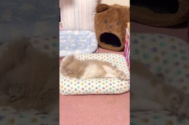 The little rabbits is so cute.#bunny #rabbit #rabbits #cuterabbit #rabbit