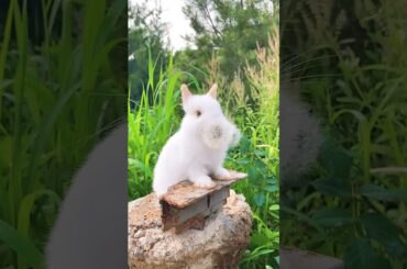 #rabbit #cute #bunny #cuteanimals #animals #funny #petphotography #cutepet #rabbitfood #cuteanimal